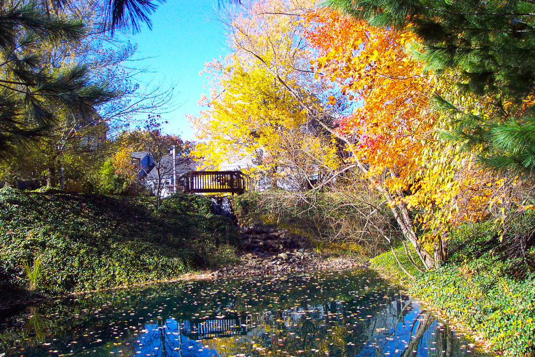 Pond in the Autumn